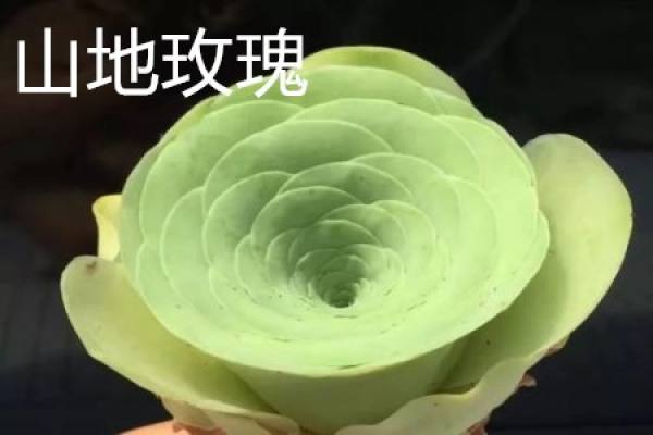 mountain rose plant