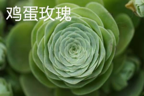 Egg Rose Flower
