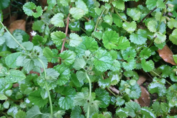 Centella asiatica Centella asiatica