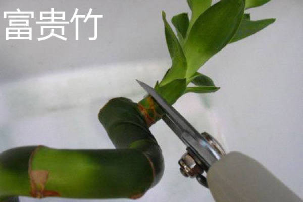 Lucky Bamboo