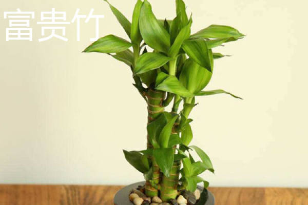 Lucky Bamboo