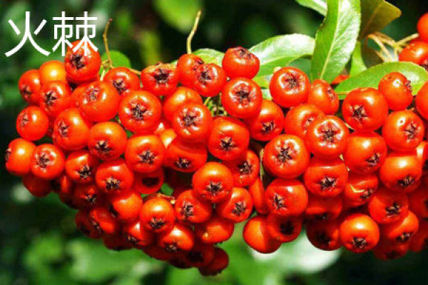 Pyracantha
