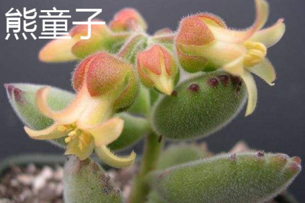 Xiong Xiong Zi