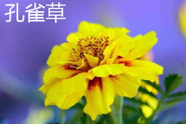 Tagetes LIS