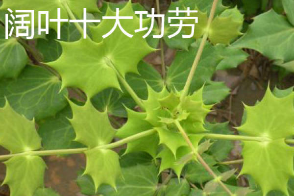 Mahonia bealei