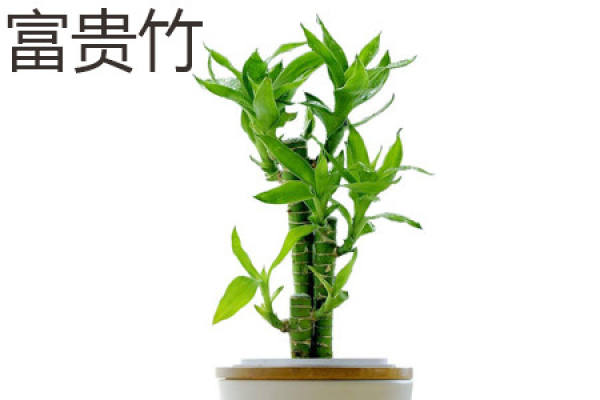 Lucky Bamboo