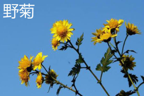 wild chrysanthemum
