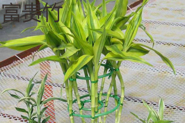 Lucky Bamboo