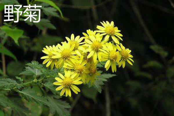 Wild Chrysanthemum