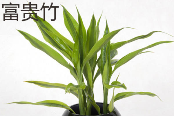 Lucky Bamboo