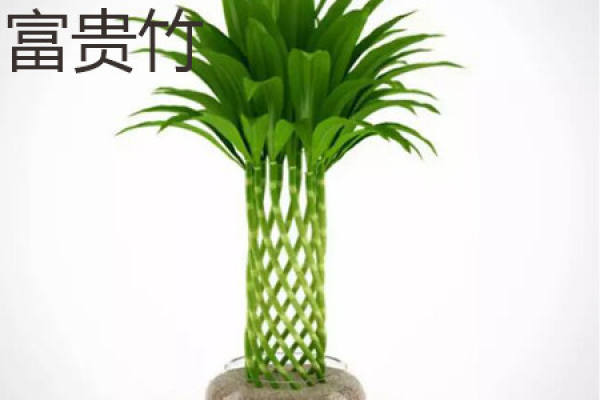 Lucky Bamboo