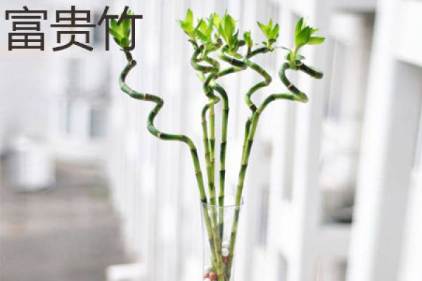 Fu Gui Zhu