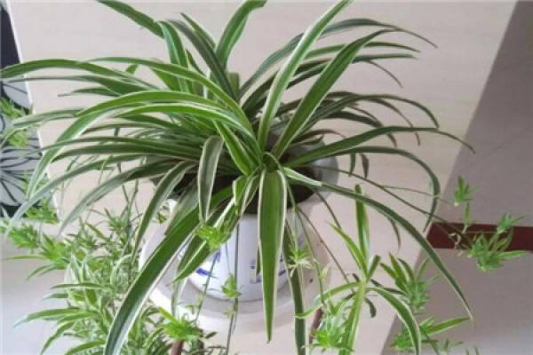 Chlorophytum comosum