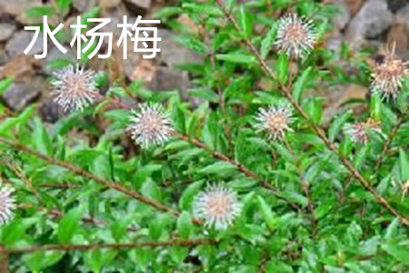 水杨梅植株