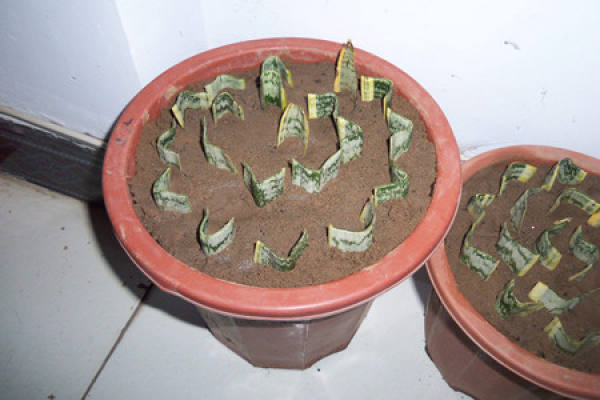Hu Pi Lan