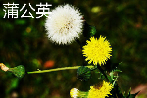 balsam pear plant