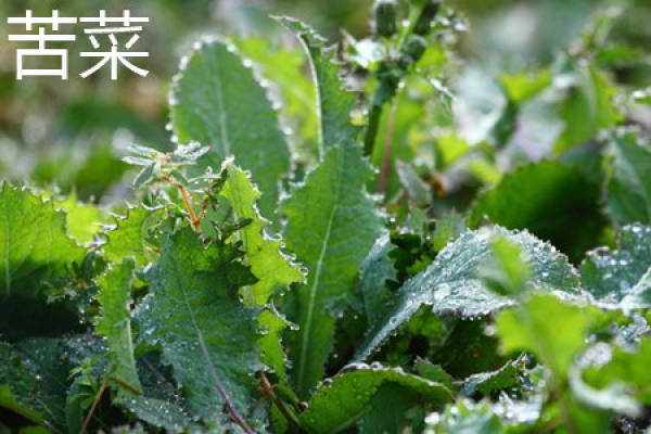 balsam pear plant