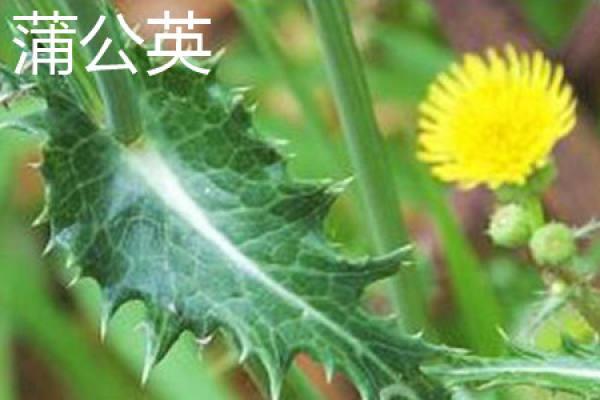Dandelion leaf