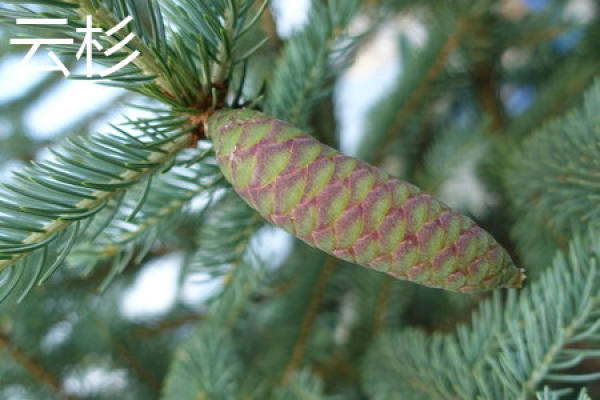 fir trees