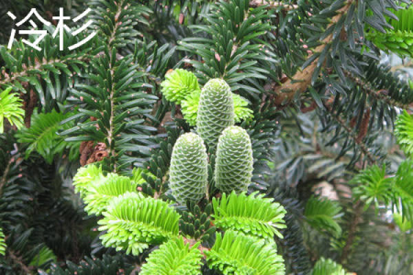 fir trees