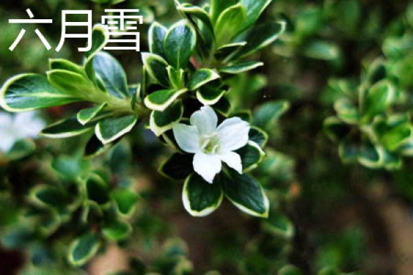 June snow plant