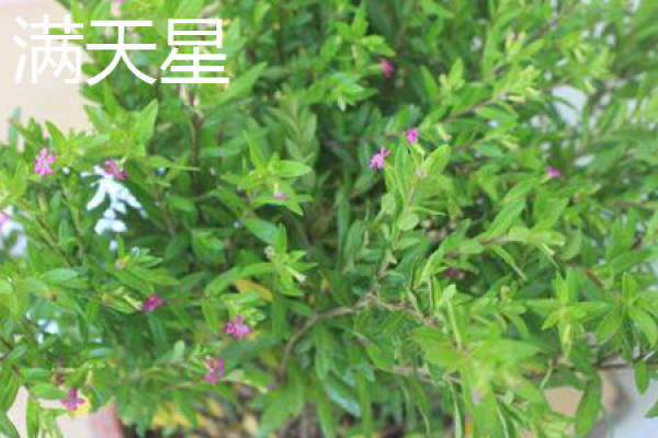 Gypsophila paniculata leaf