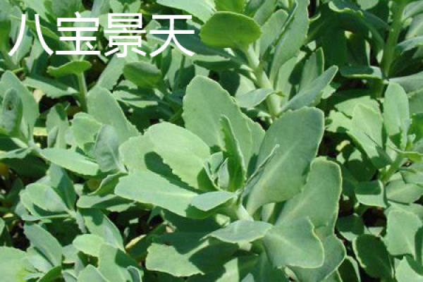 Sedum aizoon L.