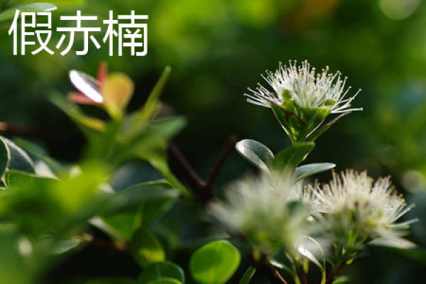Syzygium arborescens