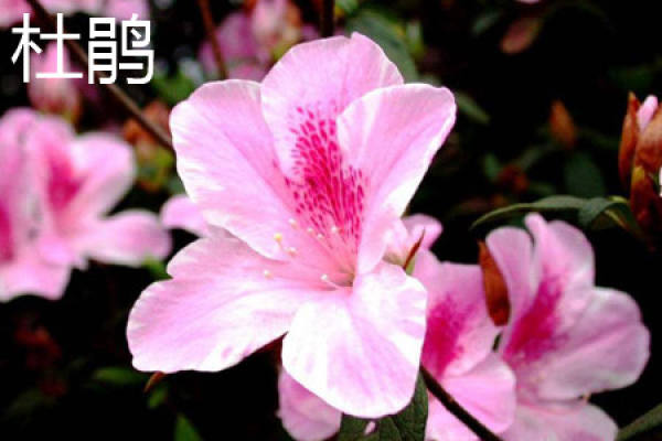 Rhododendron hybridum plants