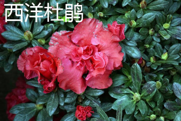 Rhododendron hybridum plants