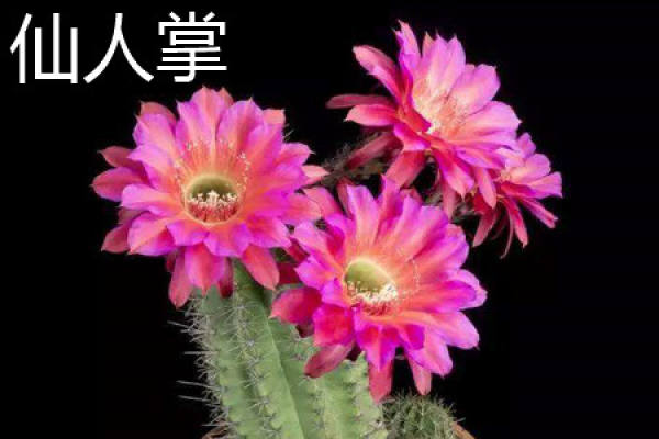 cactus form