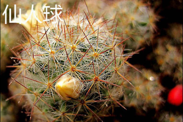 cactus form