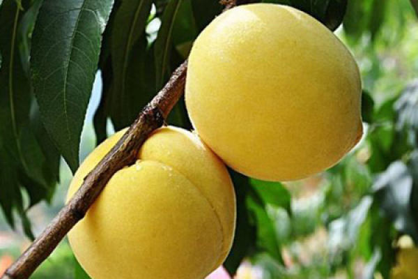 Yellow peach