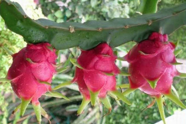 Pitaya