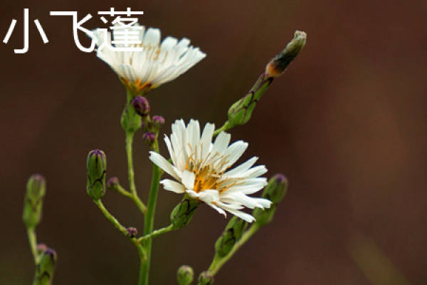annual plant