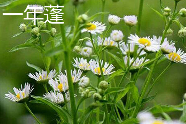 annual plant