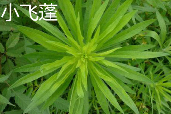 Leaf of Conyza canadensis