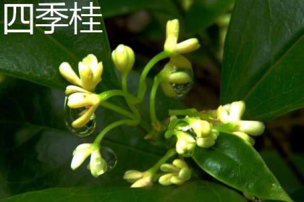 Sweet osmanthus