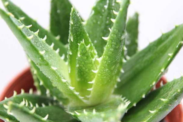 Aloe