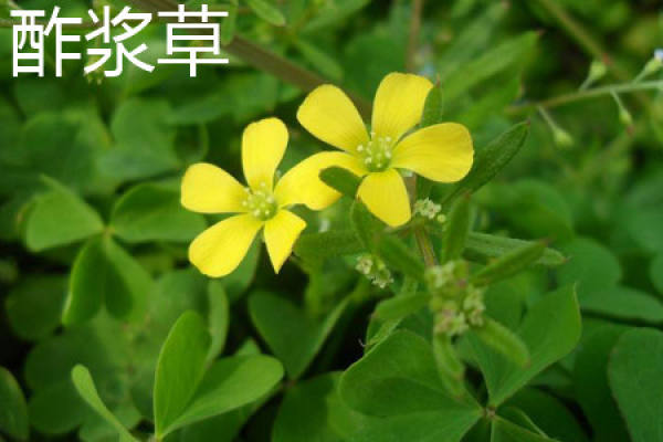Oxalis