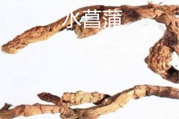leaf of Acorus tatarinowii