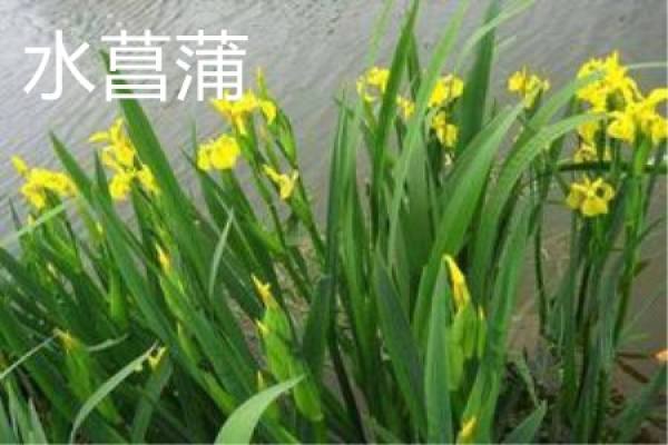 Acorus calamus flower