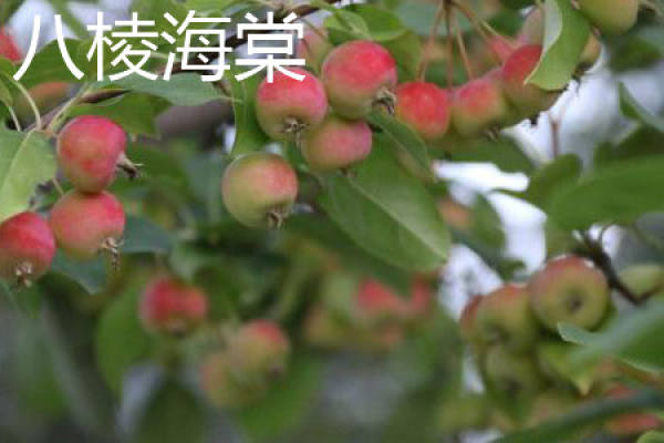crabapple