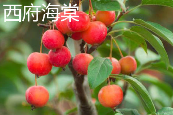 Malus sieboldii