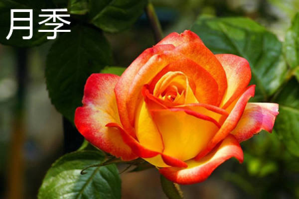 Chinese rose