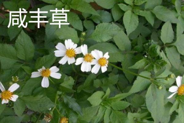 xianfengcao plant