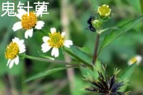 Bidens bipinnata flower