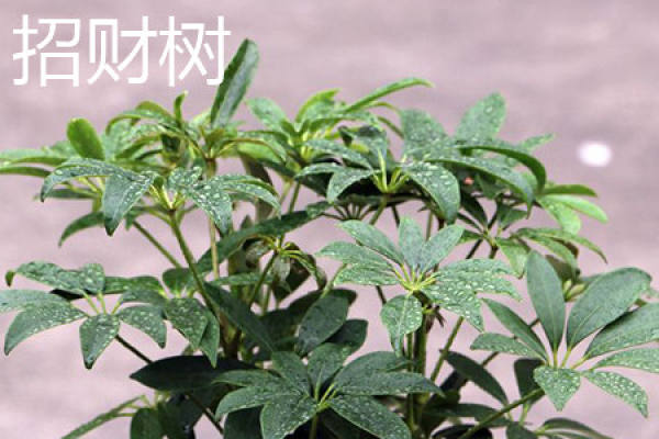 Zhao Cai Shu