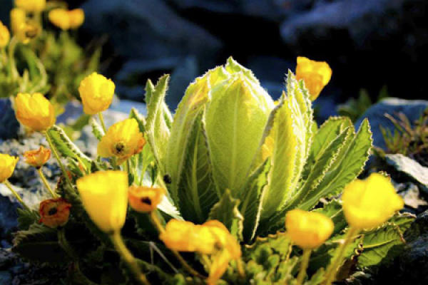 Tianshan snow lotus