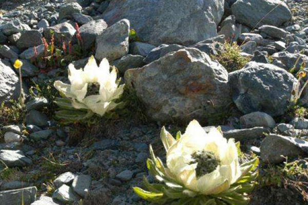 Tianshan snow lotus